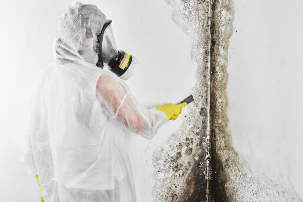 Best DIY Mold Remediation Support Services in Clearlake Riviera, CA