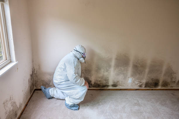 Best White Mold Remediation in Clearlake Riviera, CA