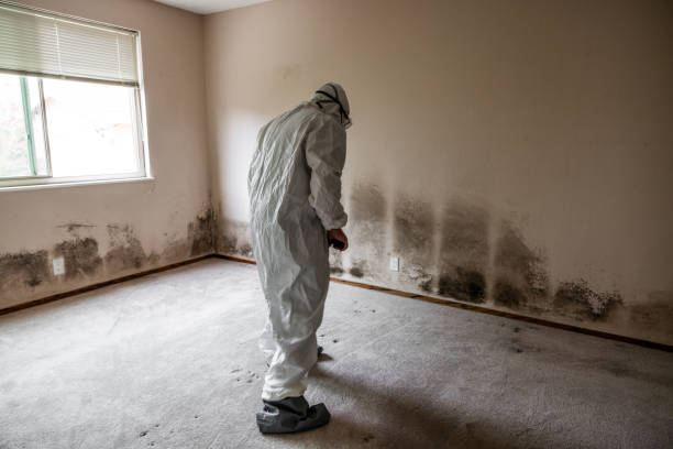 Best Emergency Mold Remediation in Clearlake Riviera, CA